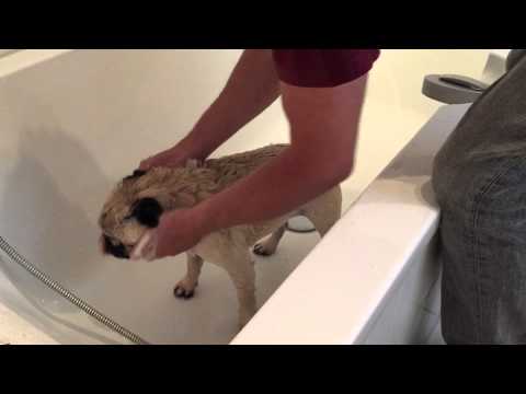 Waschtag - so wird ein Mops abgeduscht