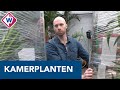 Kamerplanten zijn populair: 'Mensen willen thuis hun werkplek groen maken' - OMROEP WEST