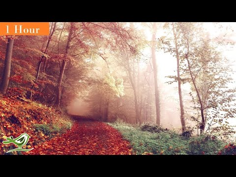 1 Hour of Beautiful & Relaxing Harp Music ★6