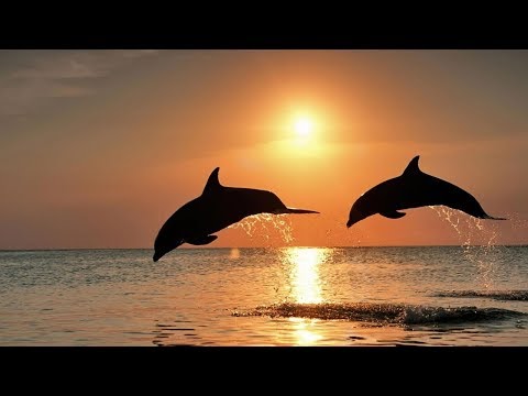 Dream of the Dolphin (Meditation Remix)