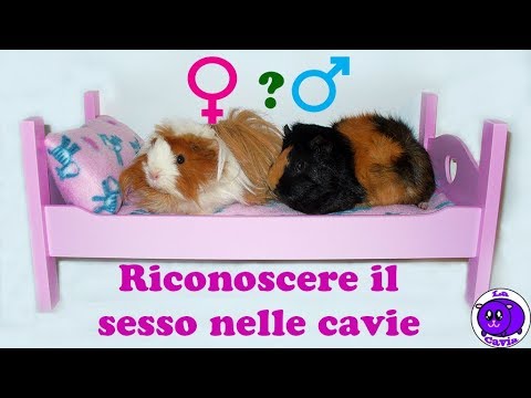 Lolio di capelli fragile e spaccante per punte di capelli Capelli lunghi di una maschera di video