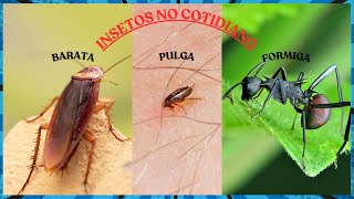 INSETOS NO COTIDIANO