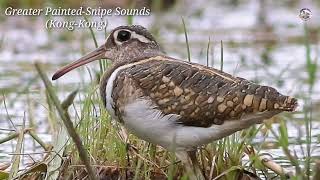 Download lagu Greater Painted-Snipe Bird Sounds (Kong-Kong) mp3 Download lagu Greater Painted-Snipe Bird Sounds (Kong-Kong) mp3