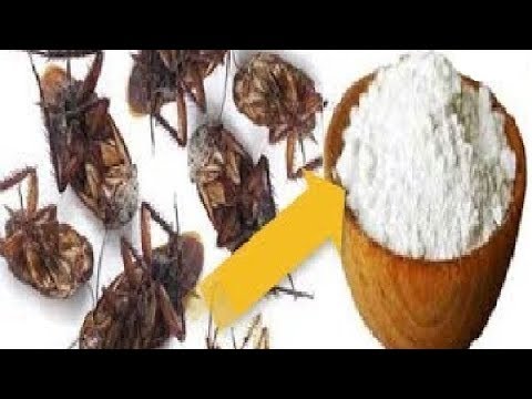 download lagu mp3 mp4 Como Acabar Con Las Cucarachas Con Bicarbonato, download lagu Como Acabar Con Las Cucarachas Con Bicarbonato gratis, unduh video klip Como Acabar Con Las Cucarachas Con Bicarbonato