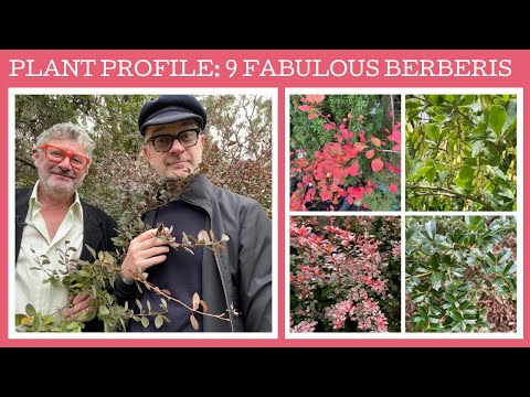 Plant Profile: Berberis - nine fabulous examples