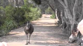 preview picture of video '2013-01-21-1 Melbourne Serendip Sanctuary'