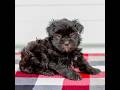 Mini Aussiedoodle dogs for sale: Cora - Video 1