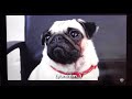 Pug Reacts To Pugs Play Minecraft TDM Fan Video