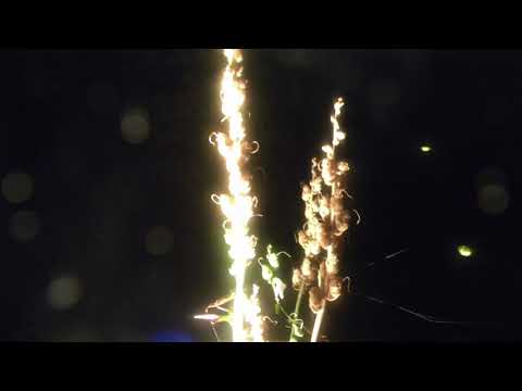 @ionbogdanstefanescu  Vivaldi - La Notte