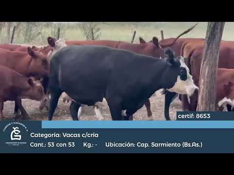 Lote VC C/ Cría - Capitán Sarmiento Bs As