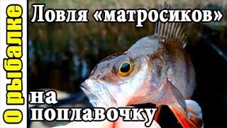 Окунь в октябре на поплавочную удочку