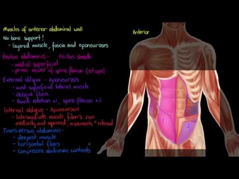 Muscles of the Anterior Abdominal Wall
