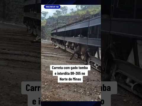 Carreta com gado tomba e interdita BR-365 no Norte de Minas