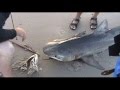 North Carolina Oak Island Tiger Shark - YouTube