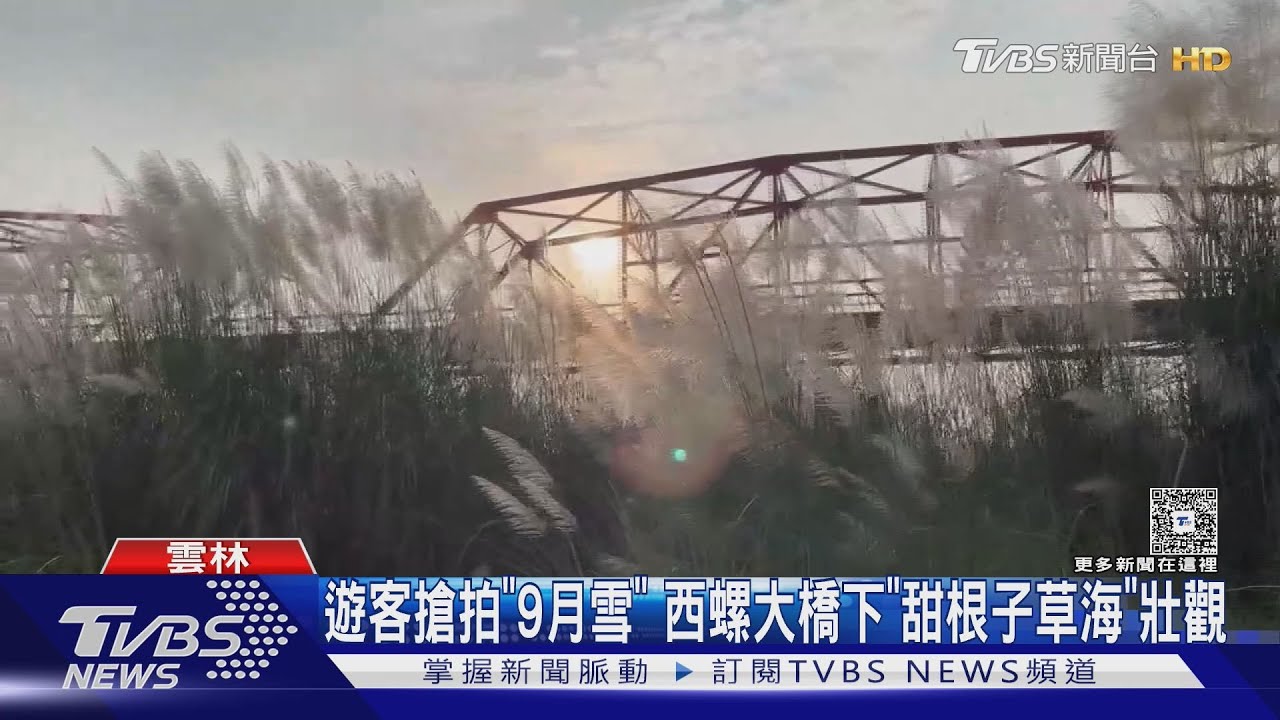 西螺大橋下「9月雪」爆紅!民眾闖工區拍照 河川署挖土溝擋車