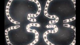 Memory Tapes "Today Is Our Life"