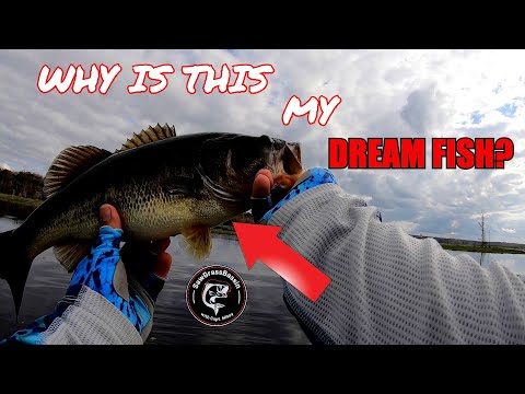 LEARNING HOW TO FISH MY DREAM LAKE!! Wild Shiner Fishing for Big Bass!!