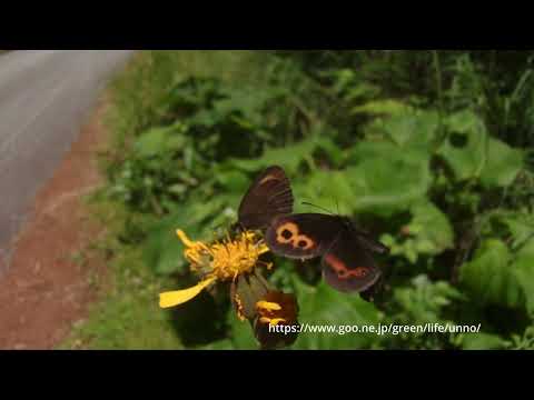 ベニヒカゲの飛翔