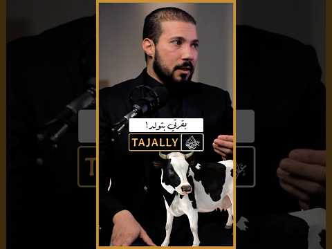 بقرتي بتولد..مدد يا سيدنا