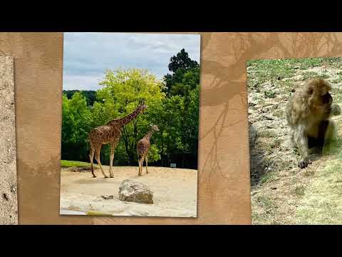 image : Carte postale : Zoo de Beauval 