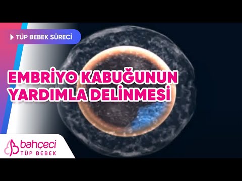 Embriyo kabuğunun yardımla delinmesi