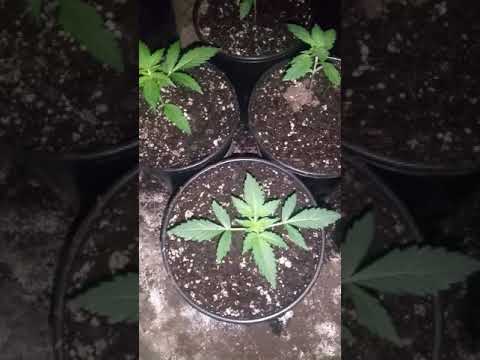 Mutant purple kush automatic from Buddha seeds