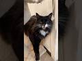 Cute Tuxedo Cat Hangs With His Brother