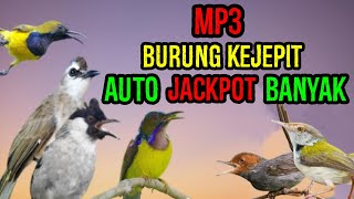Download lagu Suara PIKAT burung KEJEPIT | burung sogon,Kolibri dan burcil lain pasti kepo pasti nempel mp3 Download lagu Suara PIKAT burung KEJEPIT | burung sogon,Kolibri dan burcil lain pasti kepo pasti nempel mp3