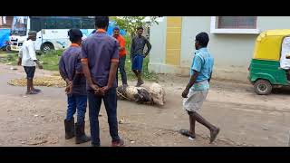 #How to trap/Catch Boars#Pig#Shorts#Videos#