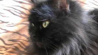 MAMA COCO RESCUED Gino Vannelli