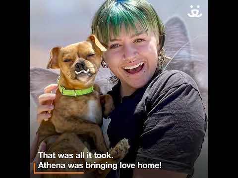 Nervous dog's underbite smile shows his transformation in a home
