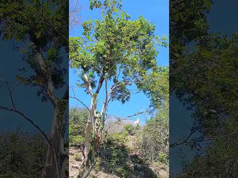 SENSUNTEPEQUE CABAÑAS EL SALVADOR 🇸🇻🫶