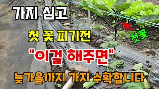 가지 심고 첫꽃 피기전 이걸 해주면 늦가을까지 가지 수확합니다 #가지웃거름 #가지곁순제거 #가지농사
