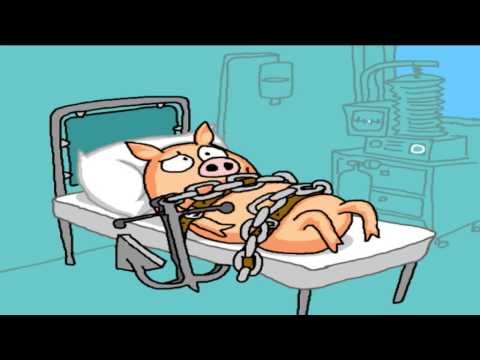 Karate Kampioenschappen | Varkentje Rund