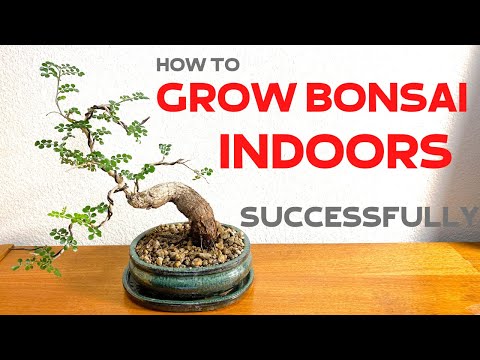 How to grow Bonsai trees indoors successfully