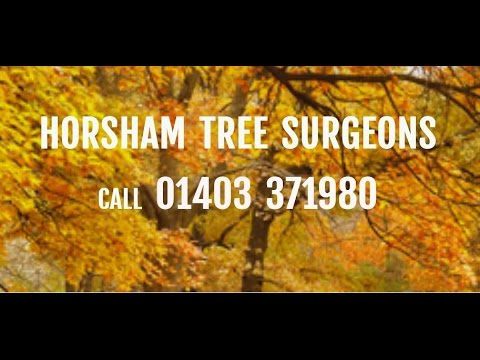 download lagu mp3 mp4 Tree Surgeon Horsham, download lagu Tree Surgeon Horsham gratis, unduh video klip Tree Surgeon Horsham