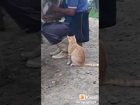 Esse já está acostumado a tomar leite direto da fonte . 9/8/21