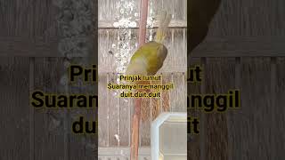 Download lagu Prenjak lumut suaranya memanggil duit duit duit  #suaranyamemanggilduitduitduit #prenjakgunung mp3