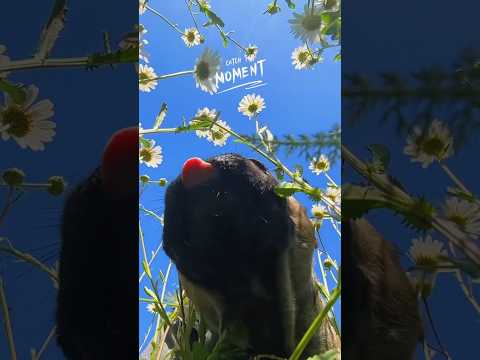 I wanted to take a video of the flowers, but Nika decided to check why I put my phone there