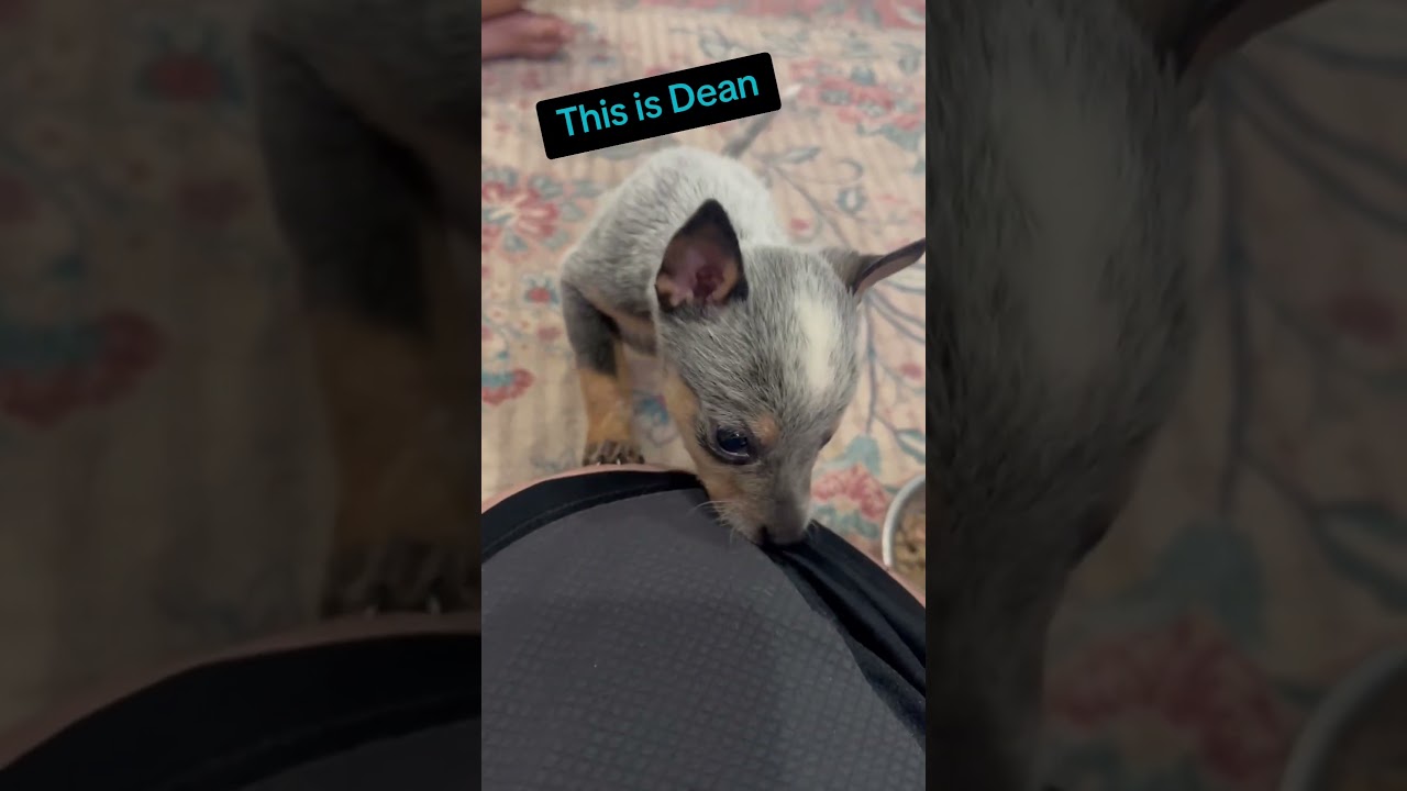 Enlarge Dean Winchester, a ADOPTABLE mixed breed in Menifee, CA video 2/6