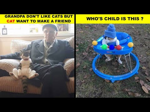 CATS MAKE US BETTER HUMAN BEING | FUNNY CAT EDITS 2021 | shibee | meowthemall