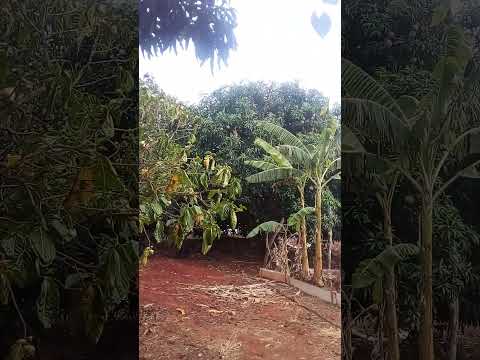 chuva em st  fortuna Caririaçu CE.