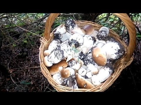 Гриби в Карпатах від каналу Карпатський грибник 44 кг