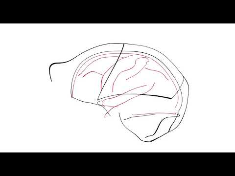 Video of the Day: Brains and Braincases