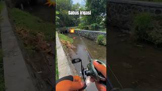 Download lagu SUNGAI FULL GABUS ‼️ CASTING GABUS IRIGASI mp3