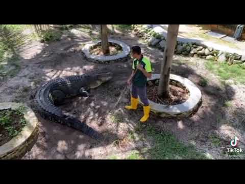 Buaya Ajak Bergurau Kena Marah😂😂