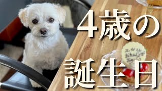 【祝】愛犬が4歳に！お誕生日ケーキを2歳妹と半分こしてお祝いパーティー🎁【マルプー】