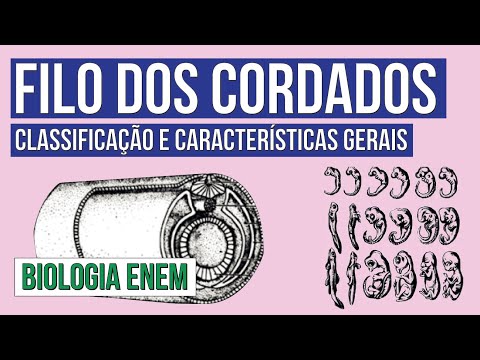 PHYLUM OF CHORDATES: classification and general characteristics | Biology for Enem | Cláudia Aguiar