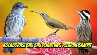Download lagu kombinasi platuk Sampit, Siri siri, pijantung kolaborasi jernih mp3 Download lagu kombinasi platuk Sampit, Siri siri, pijantung kolaborasi jernih mp3