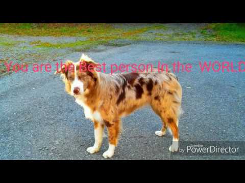 To wilhemina Tamminen  ( Just The Dogs)